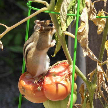Chipmunk Tomatoes By Betty Gauthier
