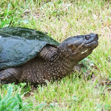 Snapping Turtle By Doug Smith