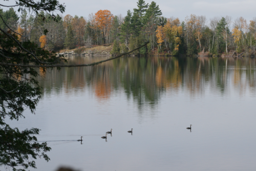 Loons in the Fall